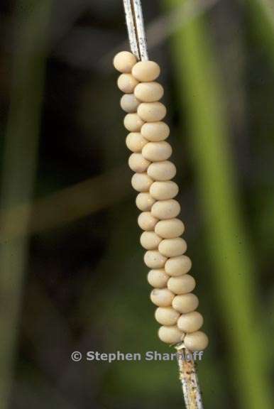 insect eggs on stem graphic
